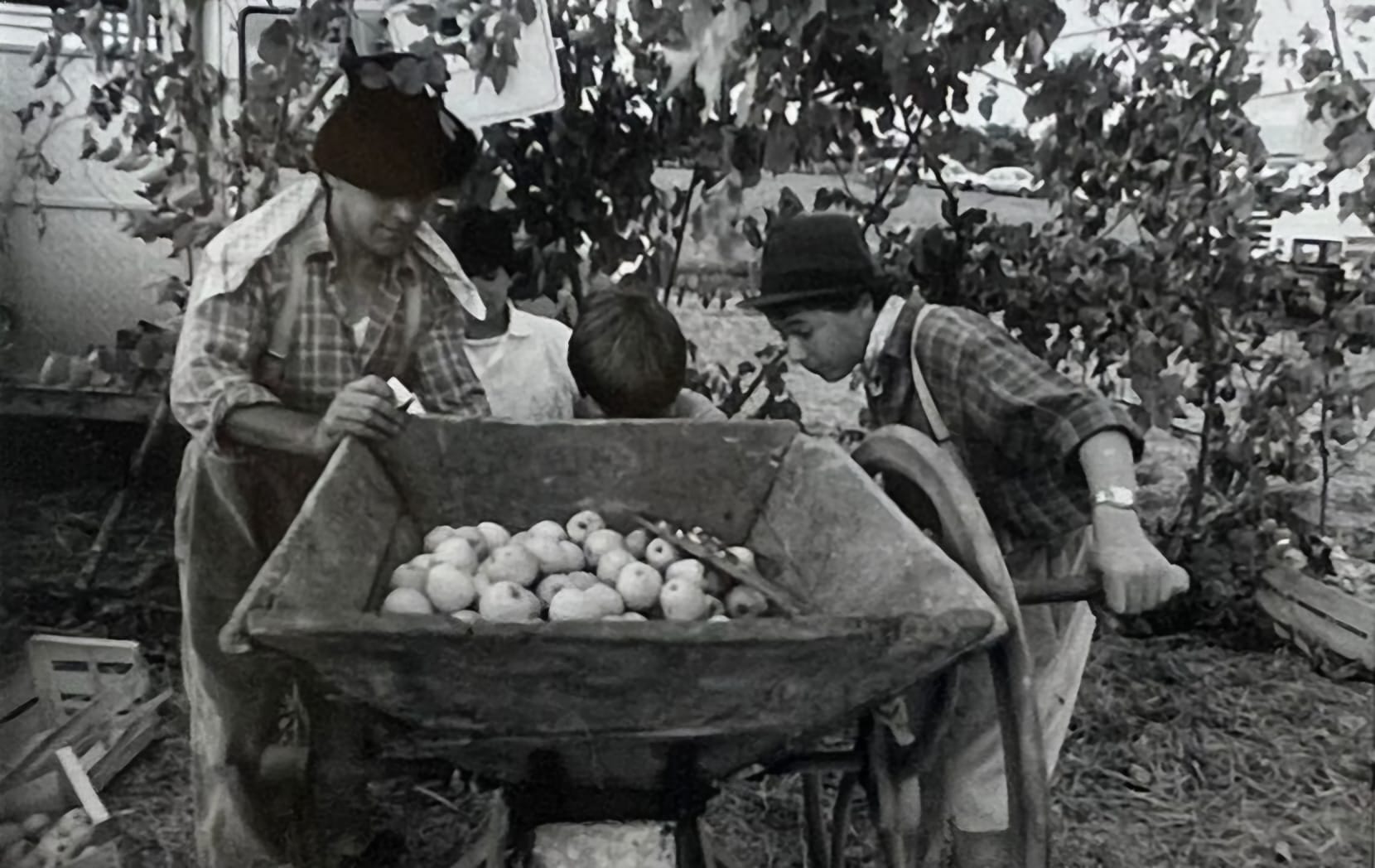 Le pressage des pommes Le pressage des pommes
