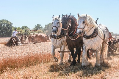 De la terre au grain